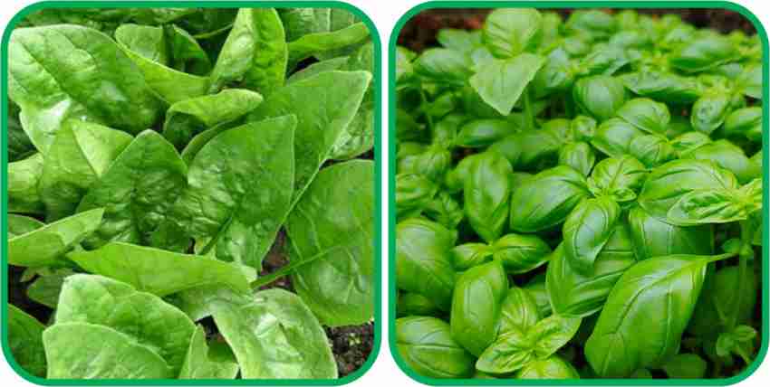 Agrey Basil Green 100 Seeds And Spinach 200 Seeds Vegetable