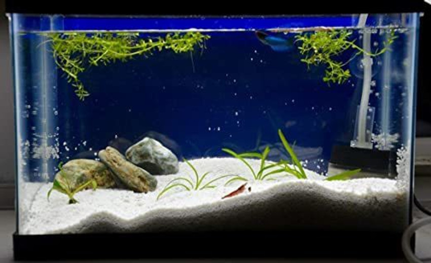 White aquarium sand new arrivals