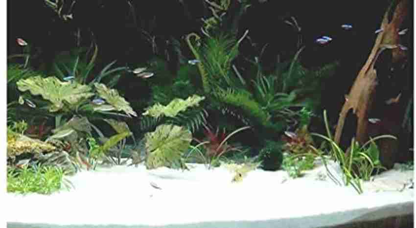 VANNEF Natural Aquarium White Sand for Lawn Garden Plants