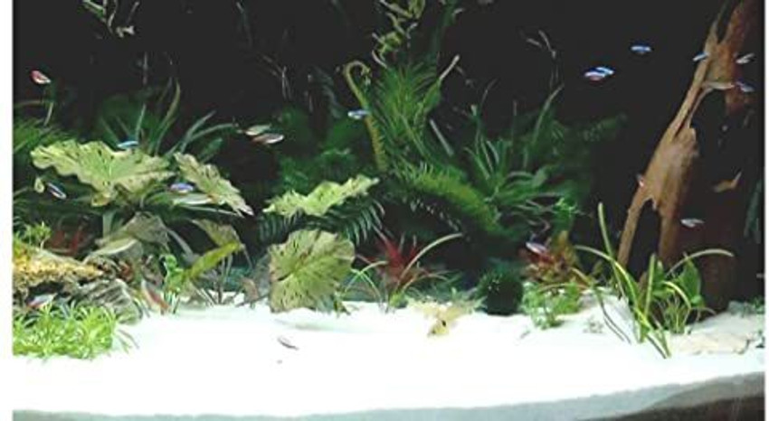 White substrate for freshwater aquarium online