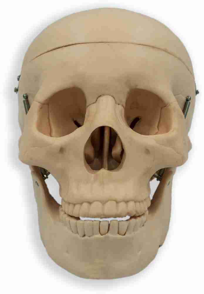 Human Skull Model, Plastic Skull Model