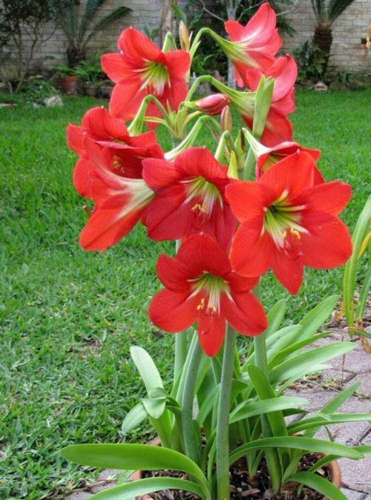 17 Types of Lilies - Favorite Perennial Flowers