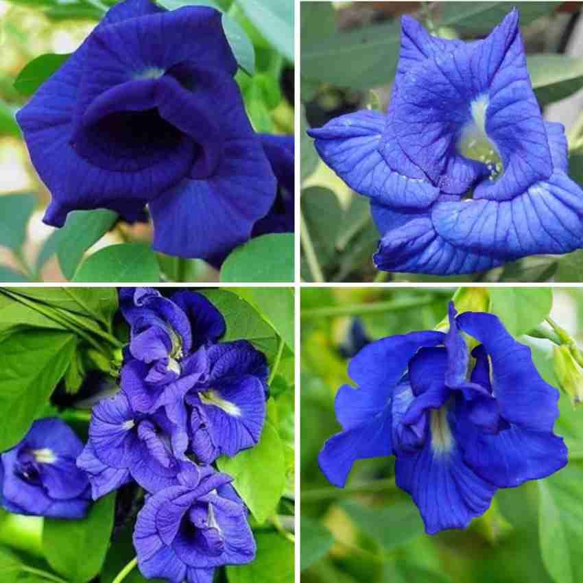 Blue Butterfly Pea Tea Seeds Double Flowered Premium Seed Packet