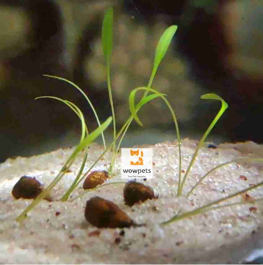 Aquarium plant sales anchors
