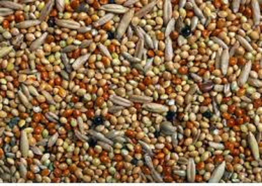 HEALTHY AND LOVING PETS Bajri Bird Food 2KG Mix Seed for Budgies Love Birds Cocktails and Finches Small Birds Oats 1 kg Dry Adult New Born Senior Young Bird Food Price