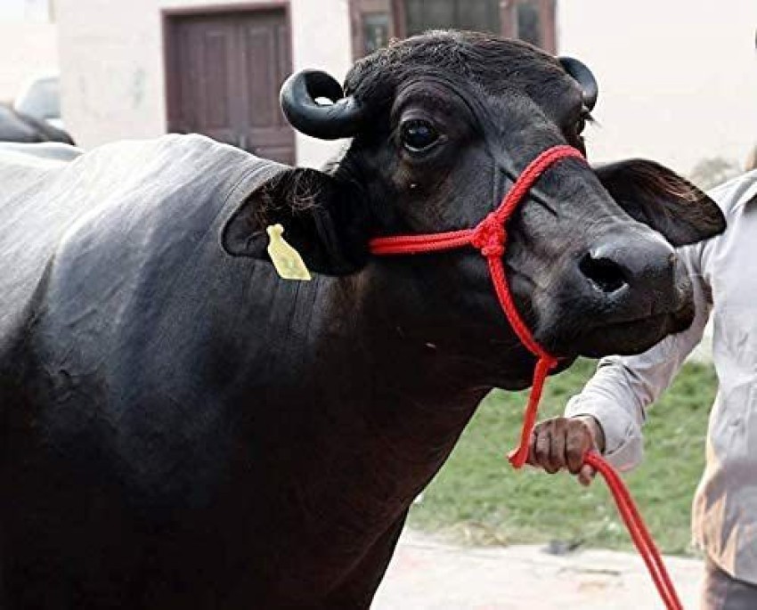 eze enterprises Cow/Bull/Buffalo Bell ,Neck Bell,Ghanti for Cow