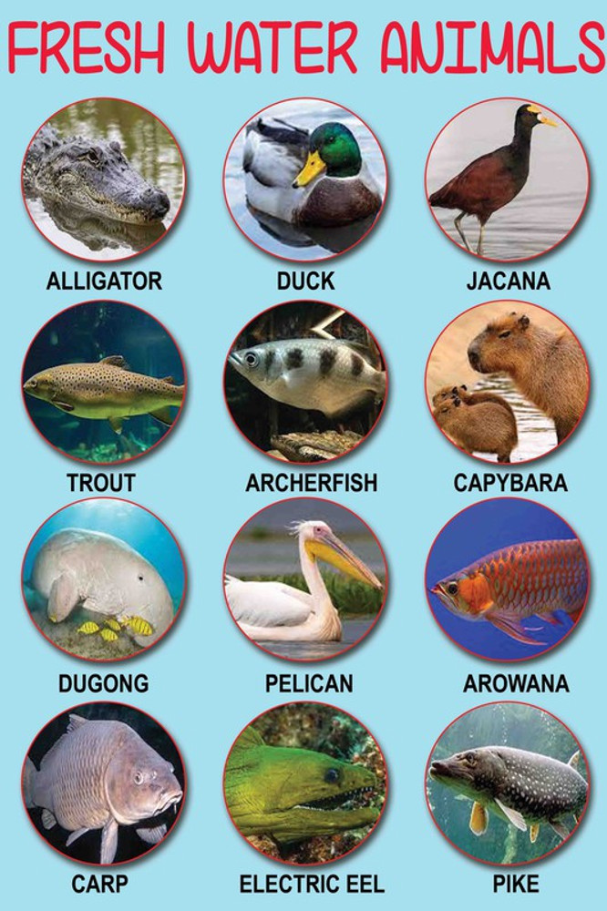Images Of Water Animals With Names