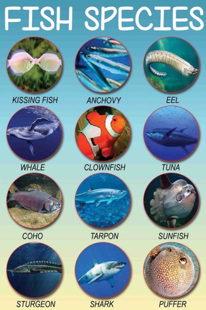 Educational Wall Chart for Children, Fish Species