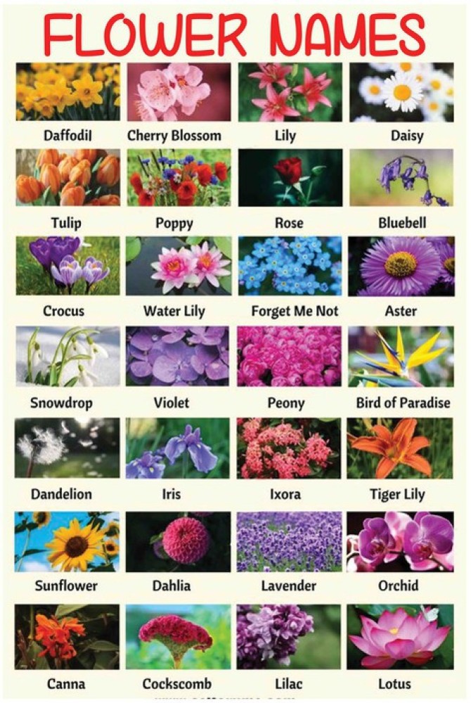 Flower Pictures And Their Names | Best Flower Site