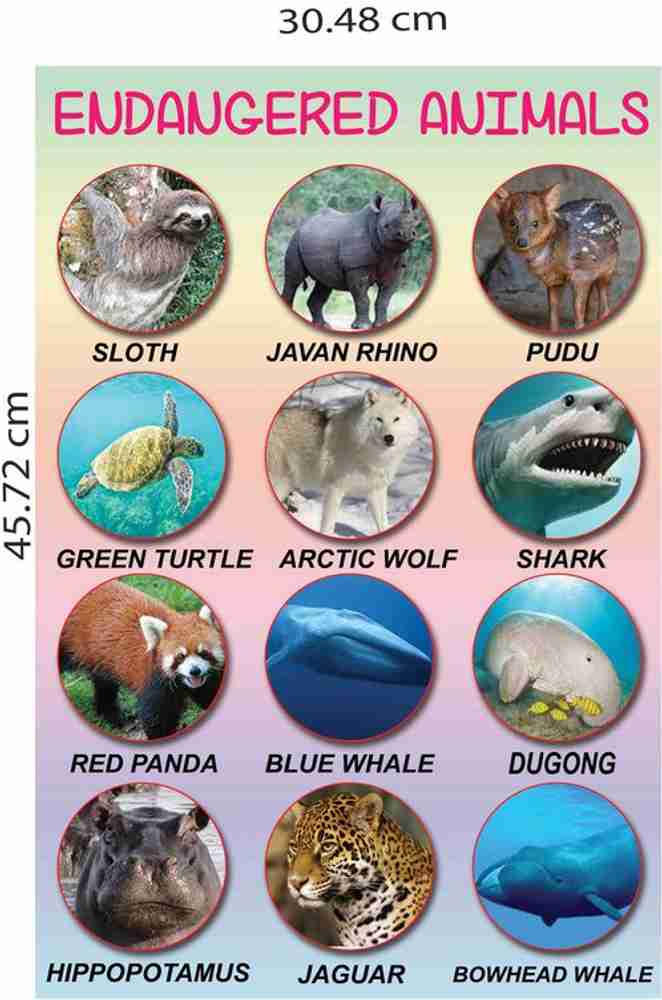 Endangered Animals Poster Project