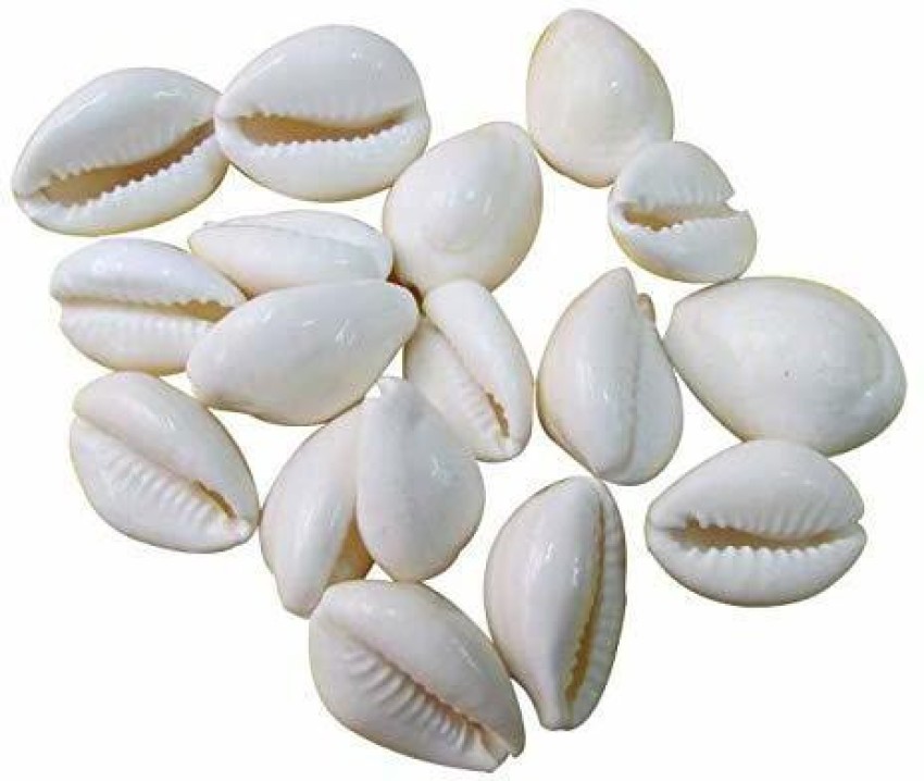 White Cowrie Seashells - Cypraea Annulus - (40-50 shells approx. .5-.75  inch)