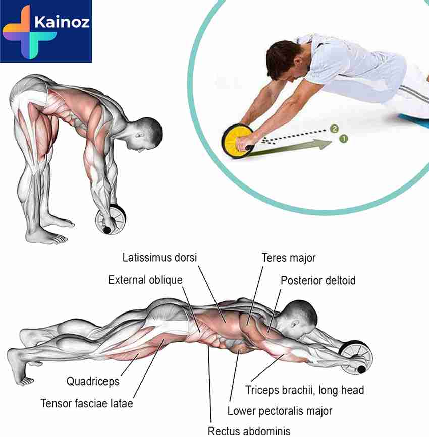Ab wheel target 2025 muscles