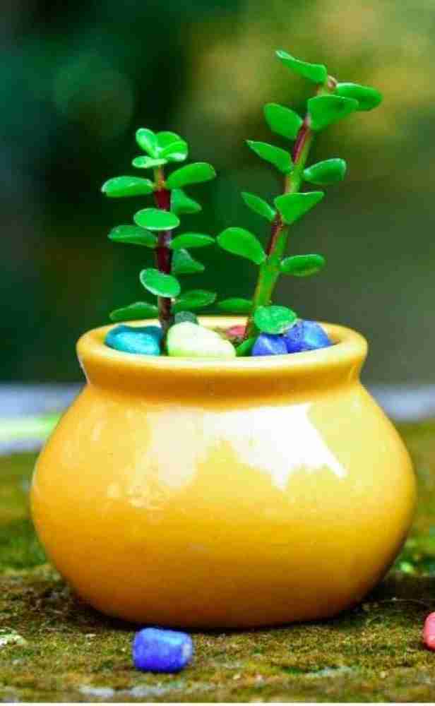 Kunda Matki Ceramic Pot Planter, For Decoration, Size: Medium