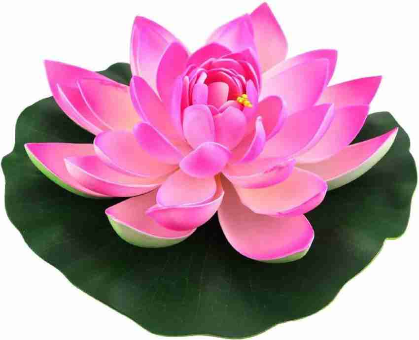 Lotus baratos top