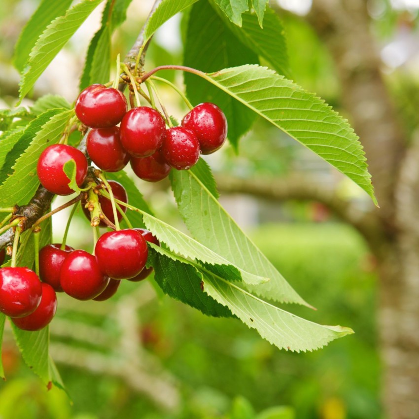 How to Grow Cherry Trees From Seed At Home