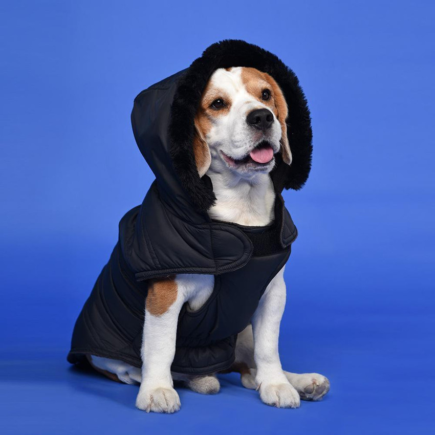 Heads Up For Tails Winter Jacket for Dog Price in India Buy