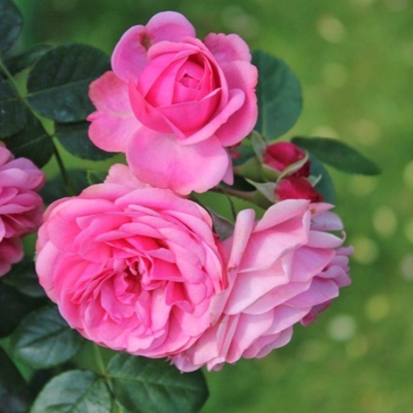 HM Herbals DRY DRIED ROSE PETALS, paneer rose petals, GULAB Seed Price in  India - Buy HM Herbals DRY DRIED ROSE PETALS, paneer rose petals, GULAB  Seed online at