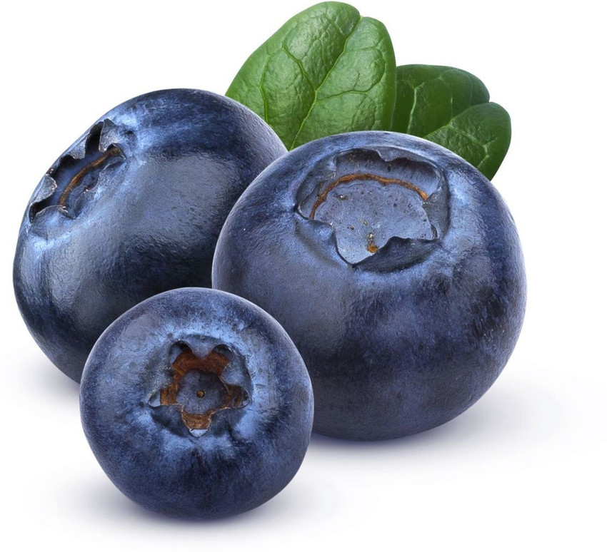 Paudha BlueBerry fruit Seed Price in India - Buy Paudha BlueBerry fruit  Seed online at Flipkart.com