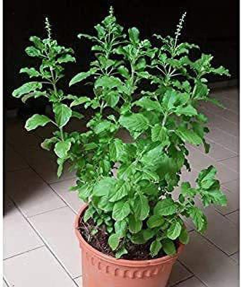 Vijay Sales Tulsi Plant Price in India Buy Vijay Sales Tulsi