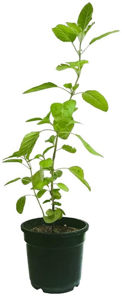 EVY Tulsi Plant Price in India Buy EVY Tulsi Plant online at