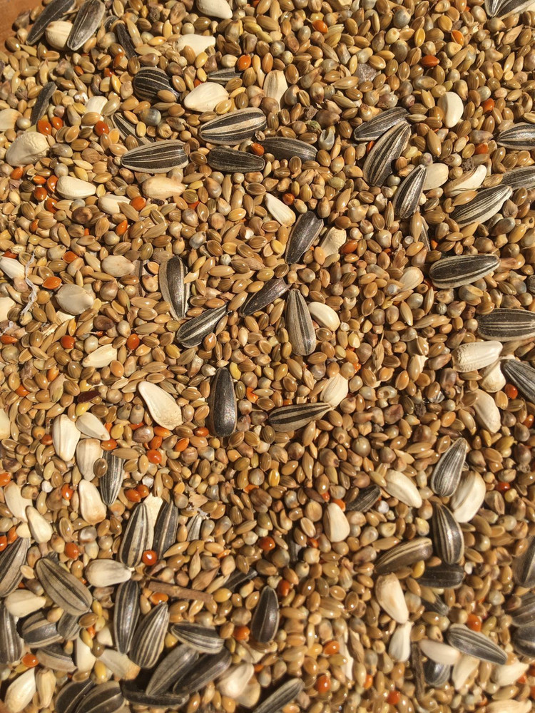 How To Avoid Fillers In Your Bird Seed Mix Lyric Wild Bird