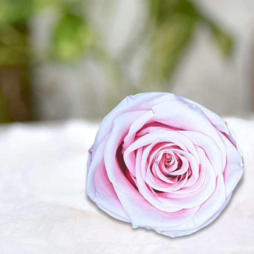 Natural Forever Rose - White - The Forever Rose