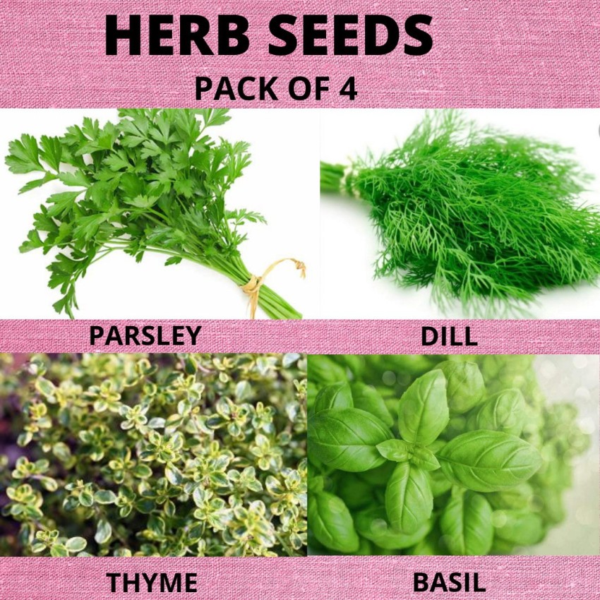 U GROW INDIA BASIL THYME DILL PARSLEY Seed Price in India Buy