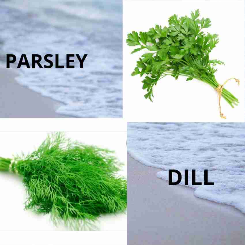 U GROW INDIA BASIL THYME DILL PARSLEY Seed Price in India Buy