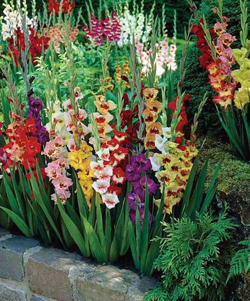 Gladiolus plant deals