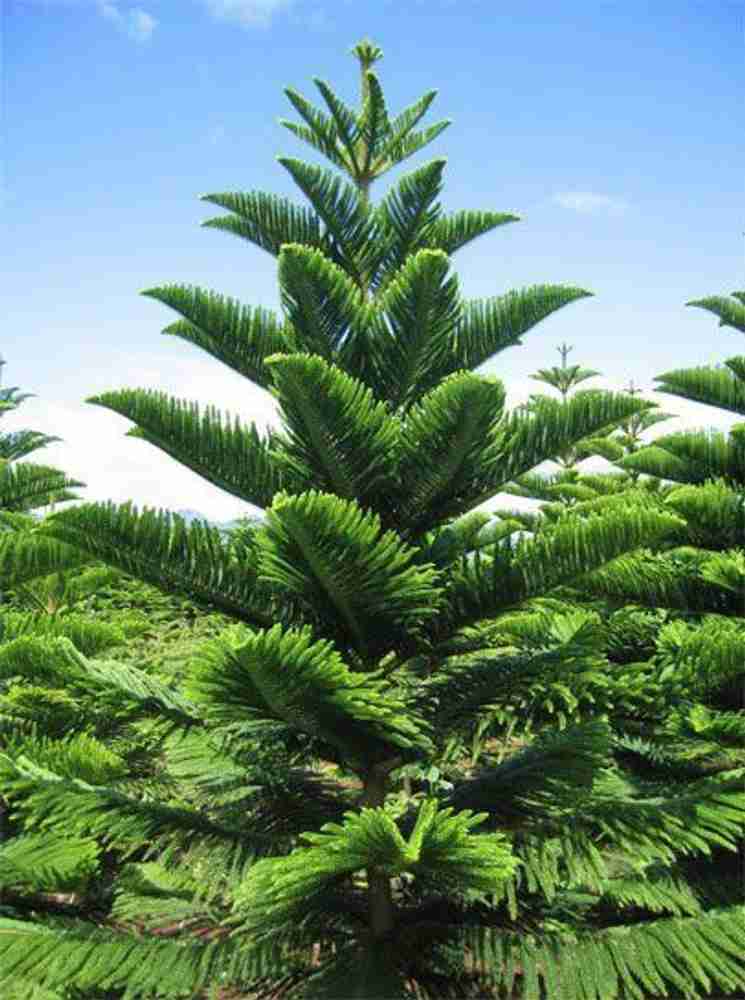ArchanasGarden Christmas Tree Plant Price in India Buy