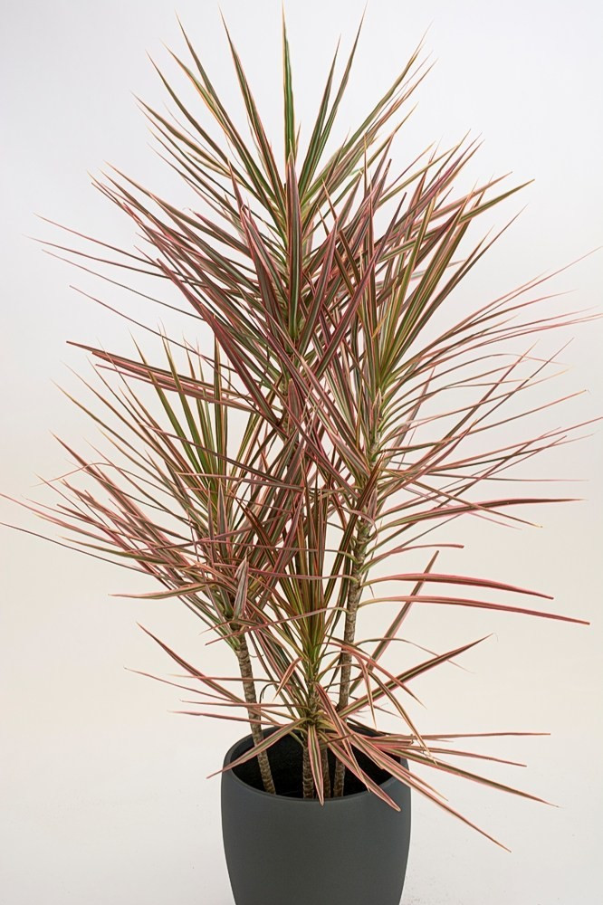 Aquinnah Graden Dracaena Plant Price in India - Buy Aquinnah 