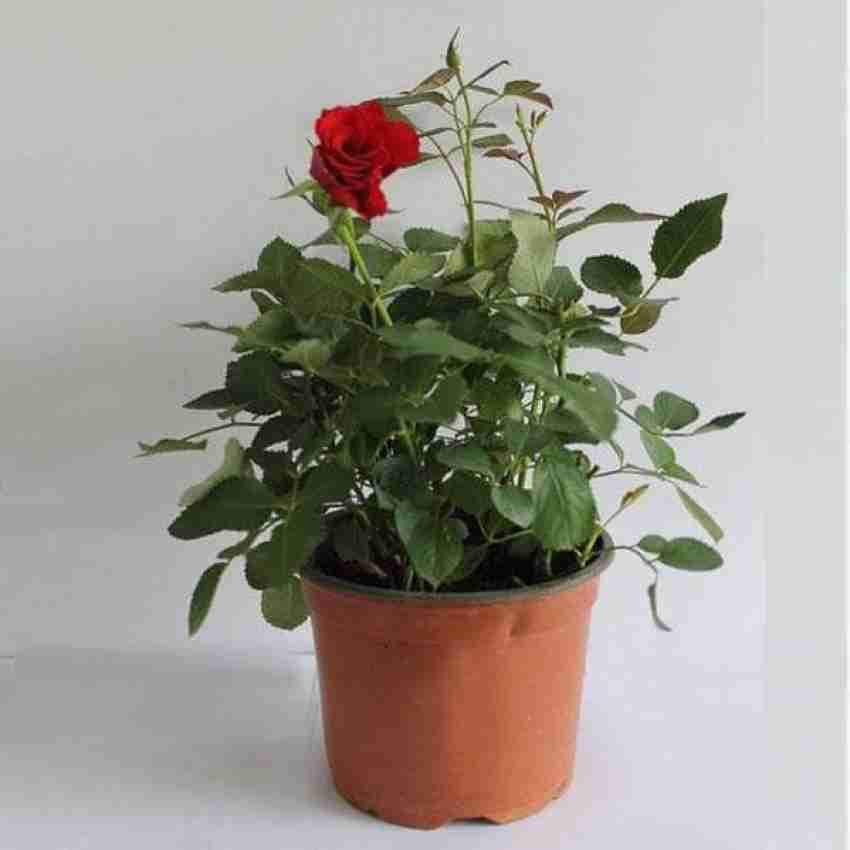 Rose (Red) - Plant