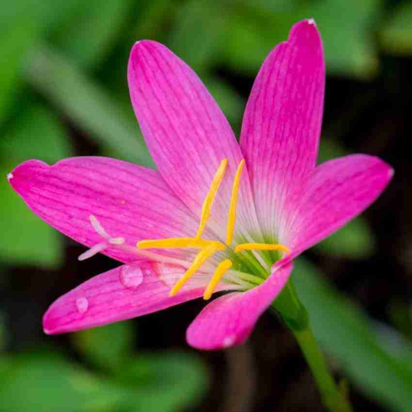 Udanta Rain Lily Pink | Imported and Hybrid Flower Bulbs | Pack of 