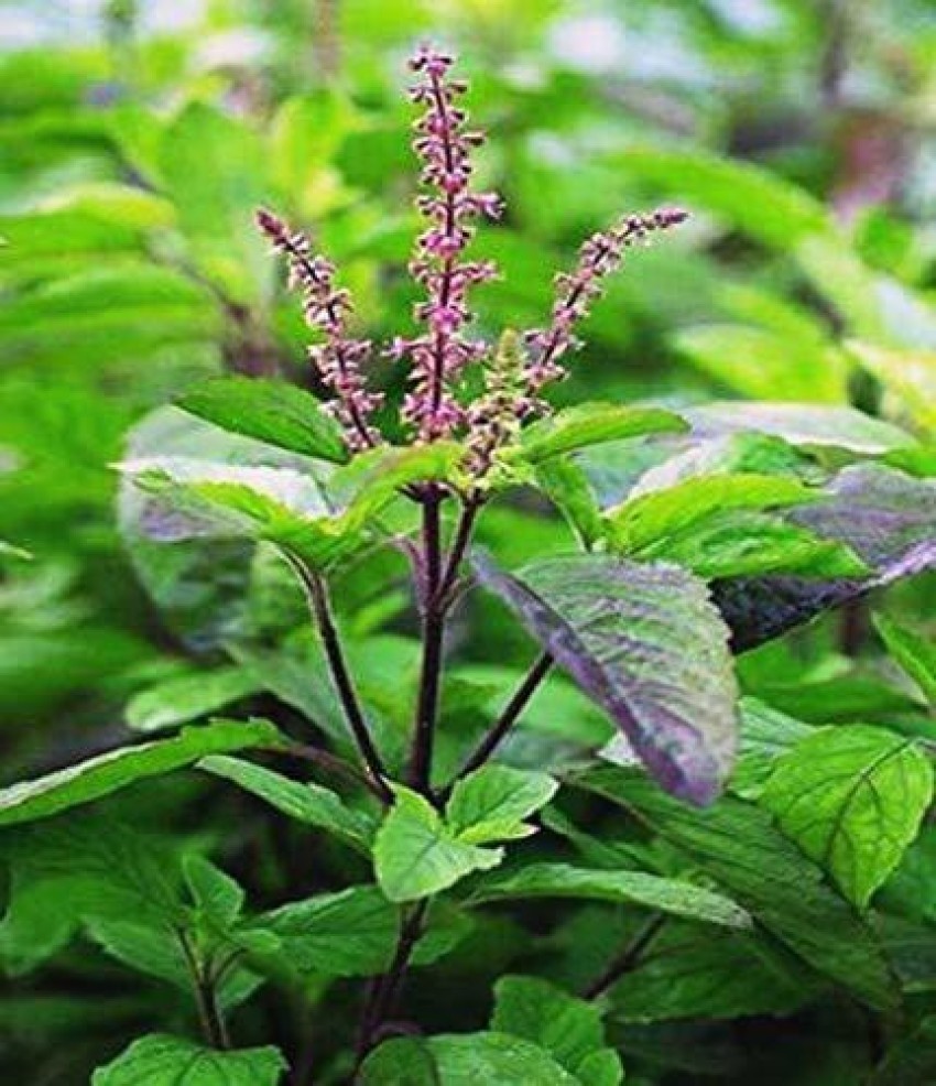 Aywal Krishna Tulsi Seeds Shyam Tulsi Black Tulsi Holy Basil