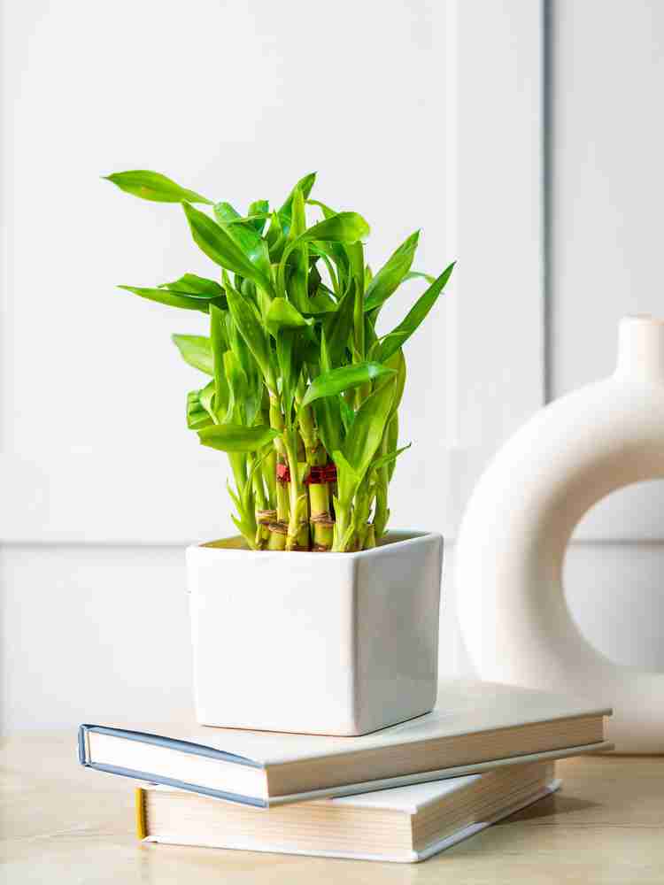 Note These Tips While Placing Lucky Bamboo For Luck 54 OFF note-these-tips-while-placing-lucky-bamboo-for-luck-54-off