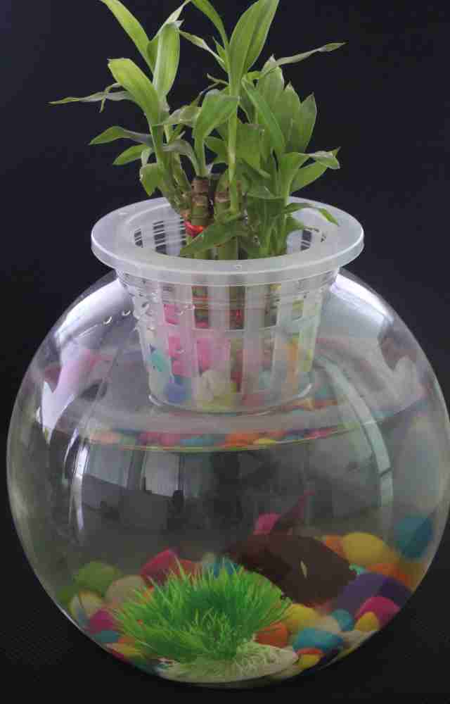 Combined Associates Aquarium Bowl With Live Plant Pot | Un Breakable  |Crystal Clear | Bowl And Plant Pot Only|2 Ltr Aquarium Tool Price In India  - Buy Combined Associates Aquarium Bowl With