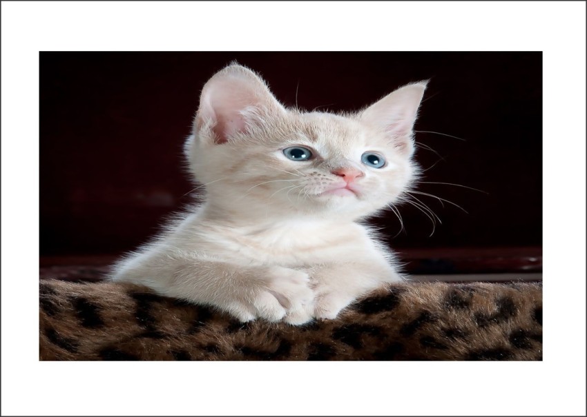 94+ Thousand Cute Cat Stickers Royalty-Free Images, Stock Photos & Pictures