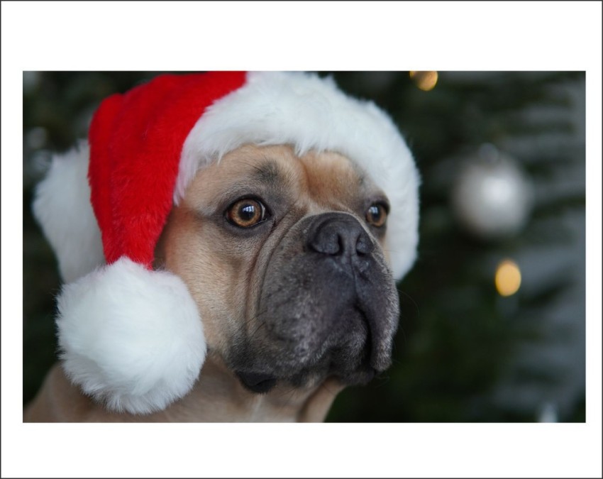 Christmas Dog Wallpapers  Top Free Christmas Dog Backgrounds   WallpaperAccess