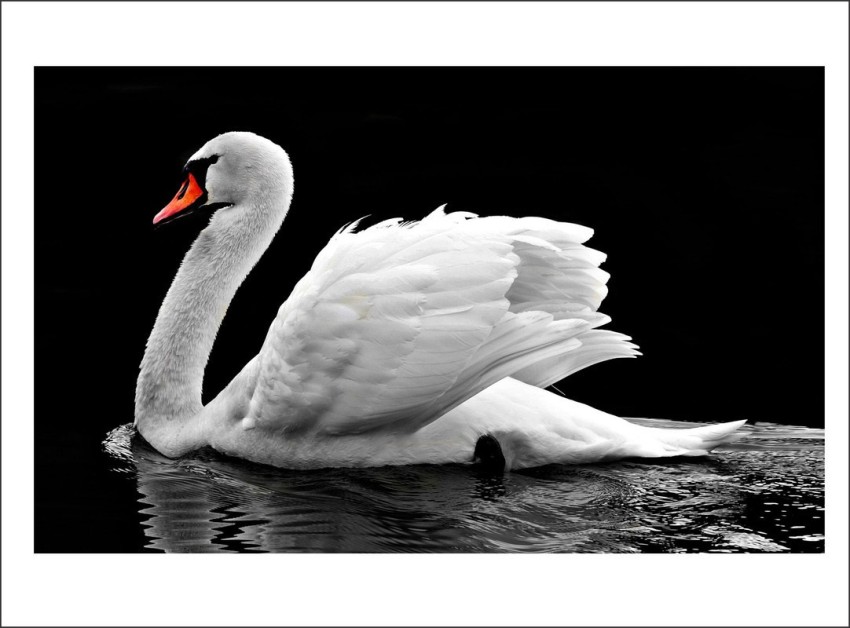 HD White swans Wallpaper | Download Free - 145740