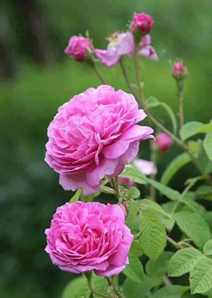 Greenery Nursery Rose Plant Price in India Buy Greenery Nursery Rose Plant online at Flipkart