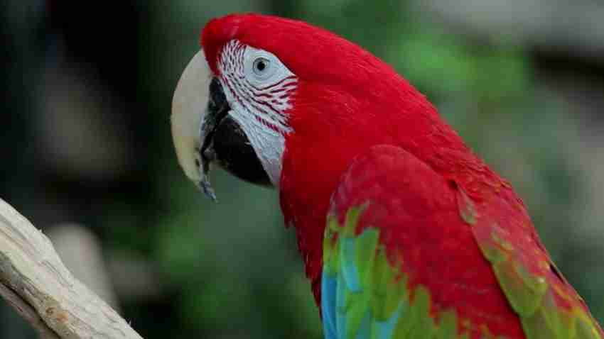 Parrots Wizard Big Parrot Food 31 Types of Seed Mix for African