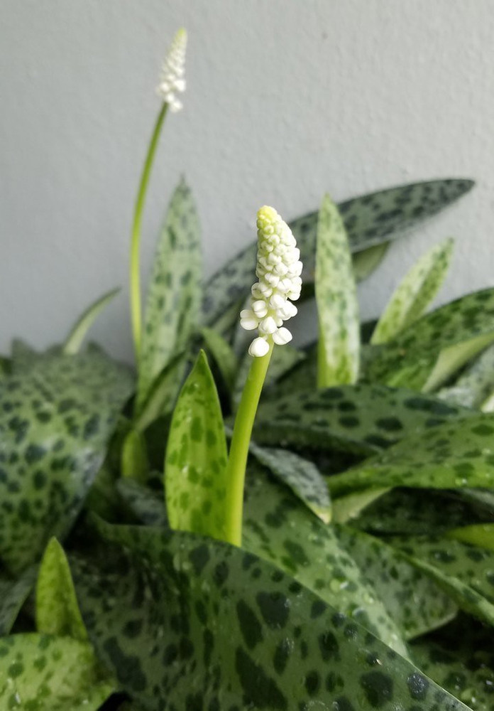 Leopard lily deals