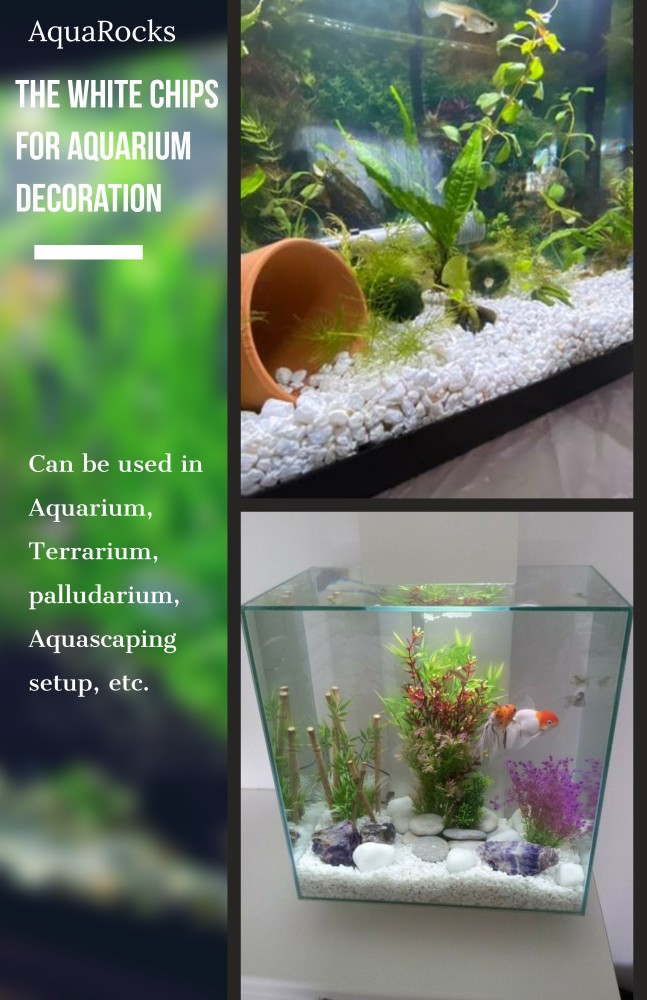 Premium Photo  Freshwater aquarium with decorations no fish