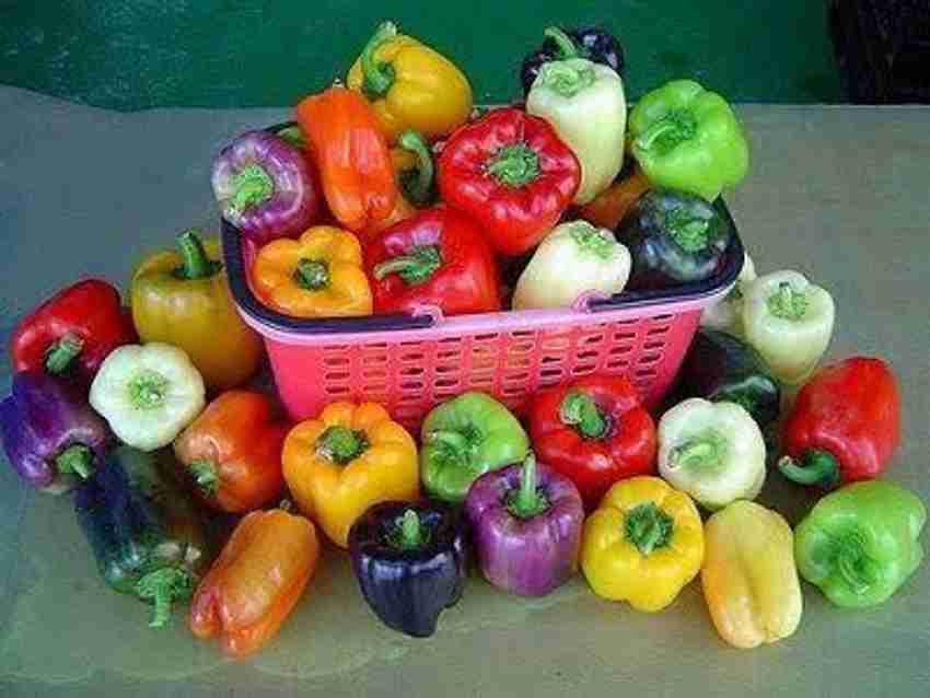 GRAH PRAVESH multi color Capsicum seed Seed Price in India Buy