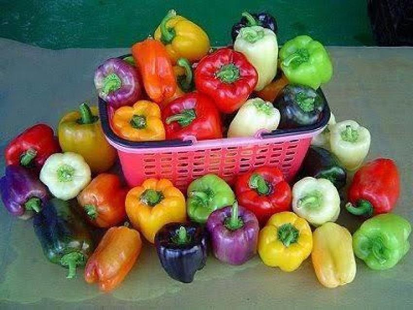 Capsicum colours online