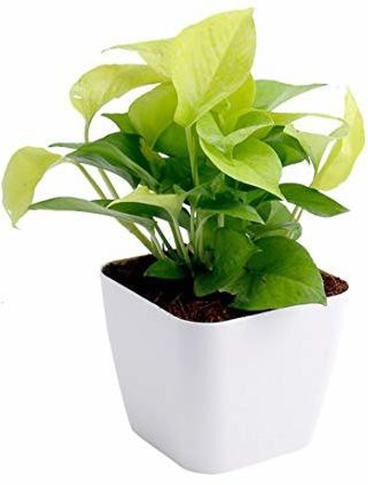 Indian money shop plant
