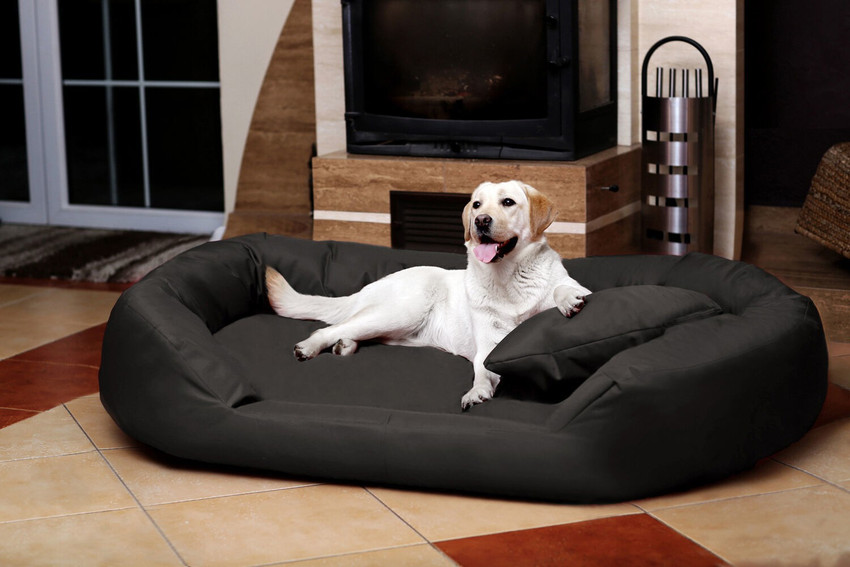 Xxxl plastic dog bed discount