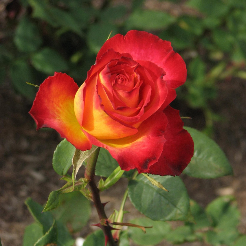 Perfect Moment Rose