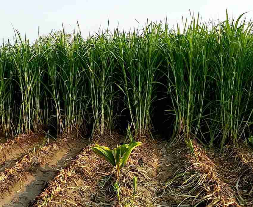 Napier grass sales