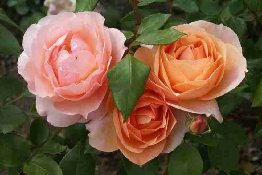 Rosa Sweet Juliet (English Rose)